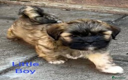 Lhasa Apso dogs for sale: Two Adorable KC Reg Puppies GPRA4 Clear - Image 2