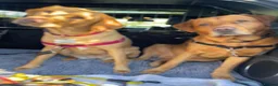 Labrador Retriever dogs for sale: Stunning KC registered retriever lab puppies in Chipping Norton - Advert 3