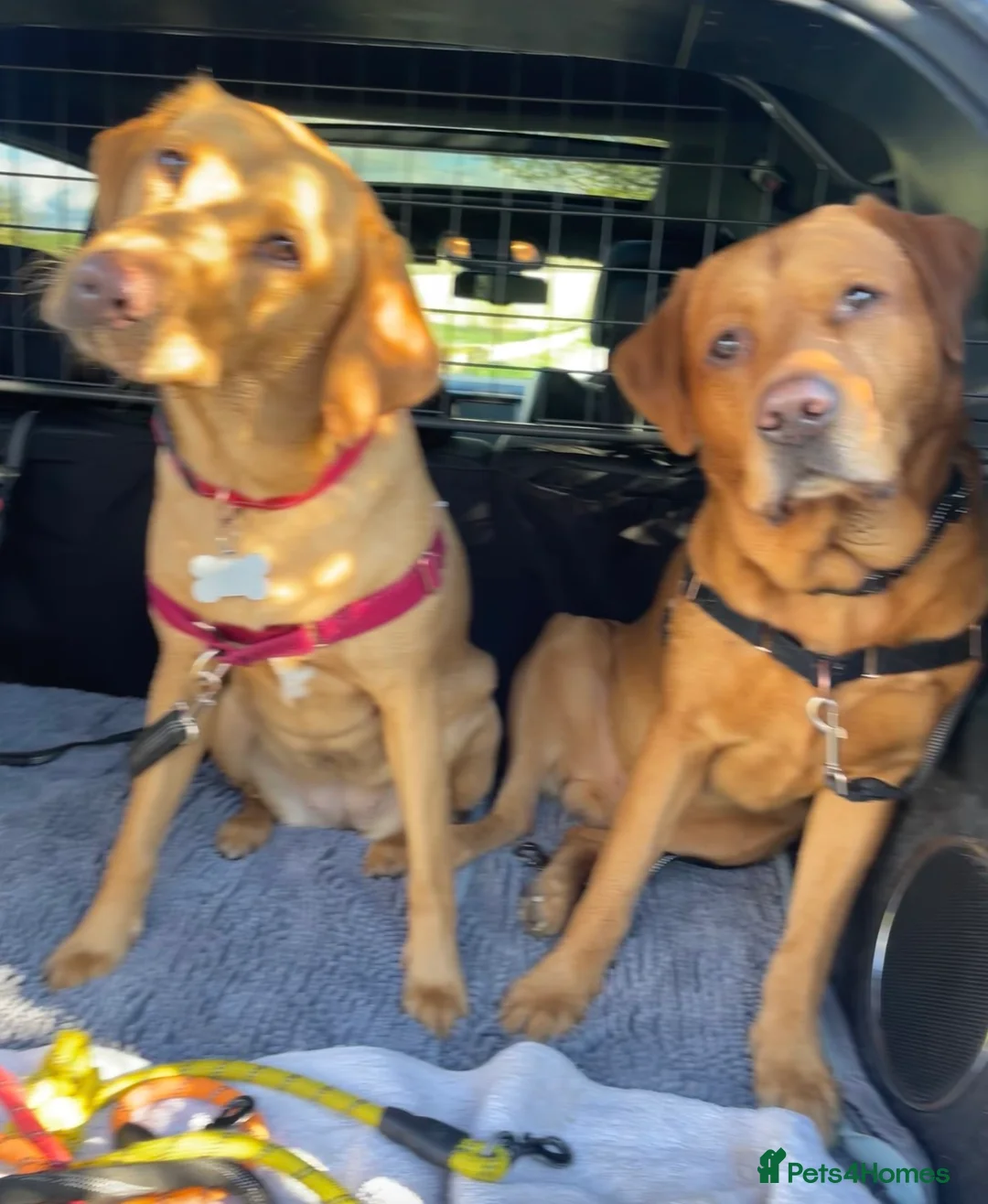 Labrador Retriever dogs for sale: Stunning KC registered retriever lab puppies in Chipping Norton - Advert 3