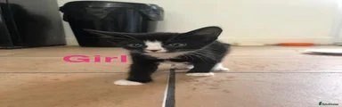 Domestic Shorthair 4