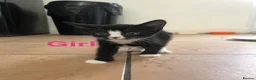 Domestic Shorthair cats for sale: Kittens  - Advert 5