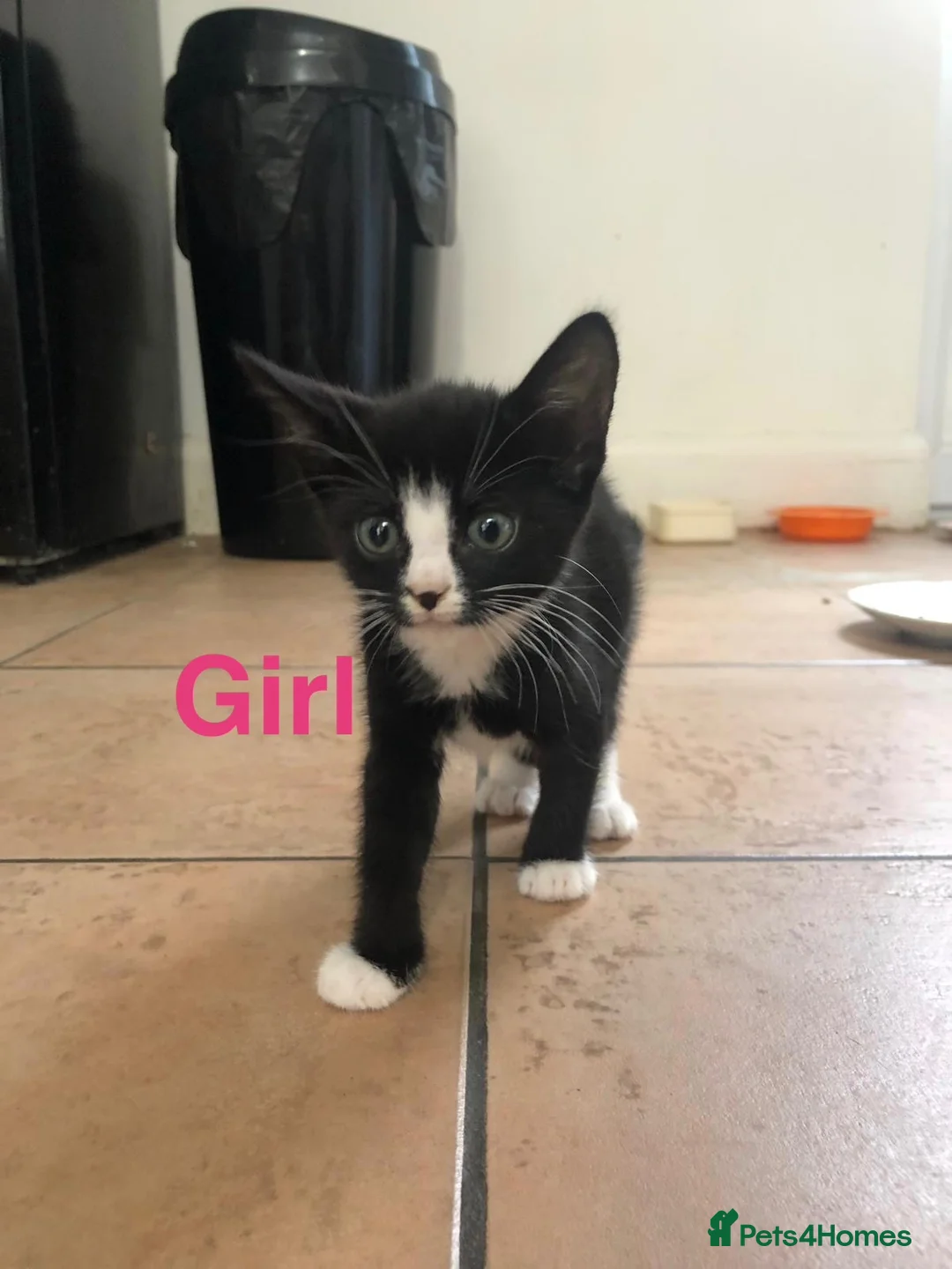 Domestic Shorthair cats for sale: Kittens  - Advert 5