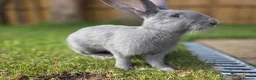 New Zealand rabbits for sale: New Zeeland x Continental Giant Bucks  - Advert 3