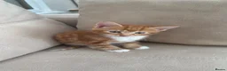 Mixed Breed cats for sale: 4 adorable kittens available  - Advert 17