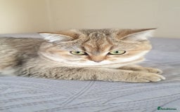 Scottish Fold cats for sale: Scottish Straight Female - Image 6