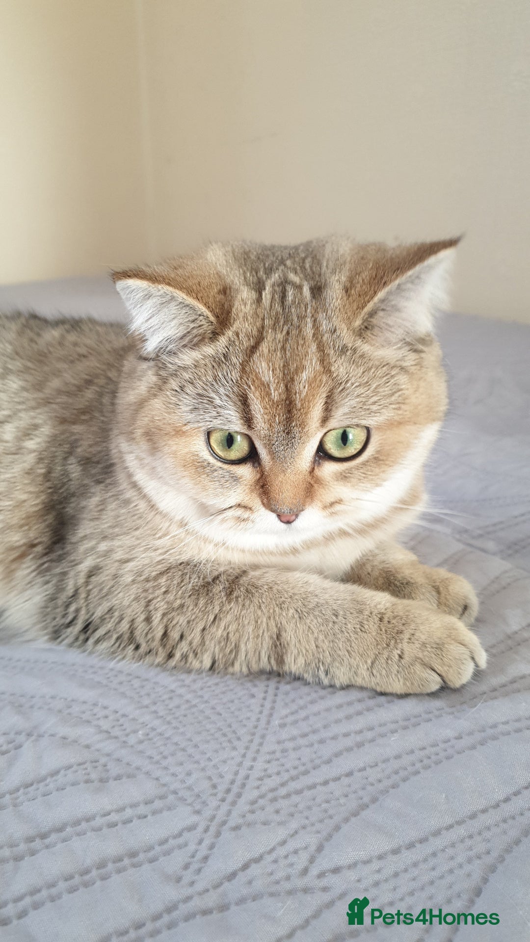 Scottish Fold cats for sale: Scottish Straight Female - Image 6