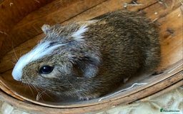 Guinea Pig rodents for sale: Lovely baby boy Guinea pigs - Image 11