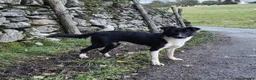 Border Collie dogs for sale: Loving Home Wanted for Jac - Advert 5