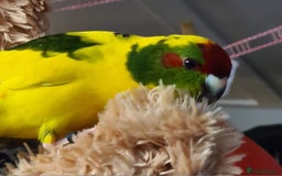 Parakeets birds for sale: Kakariki's x4 handreared kakariki's  - Image 21