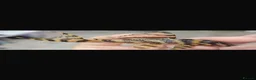 Plecos fish for sale: L333 Goldline Pleco Ceramic line. AA grade - Advert 1