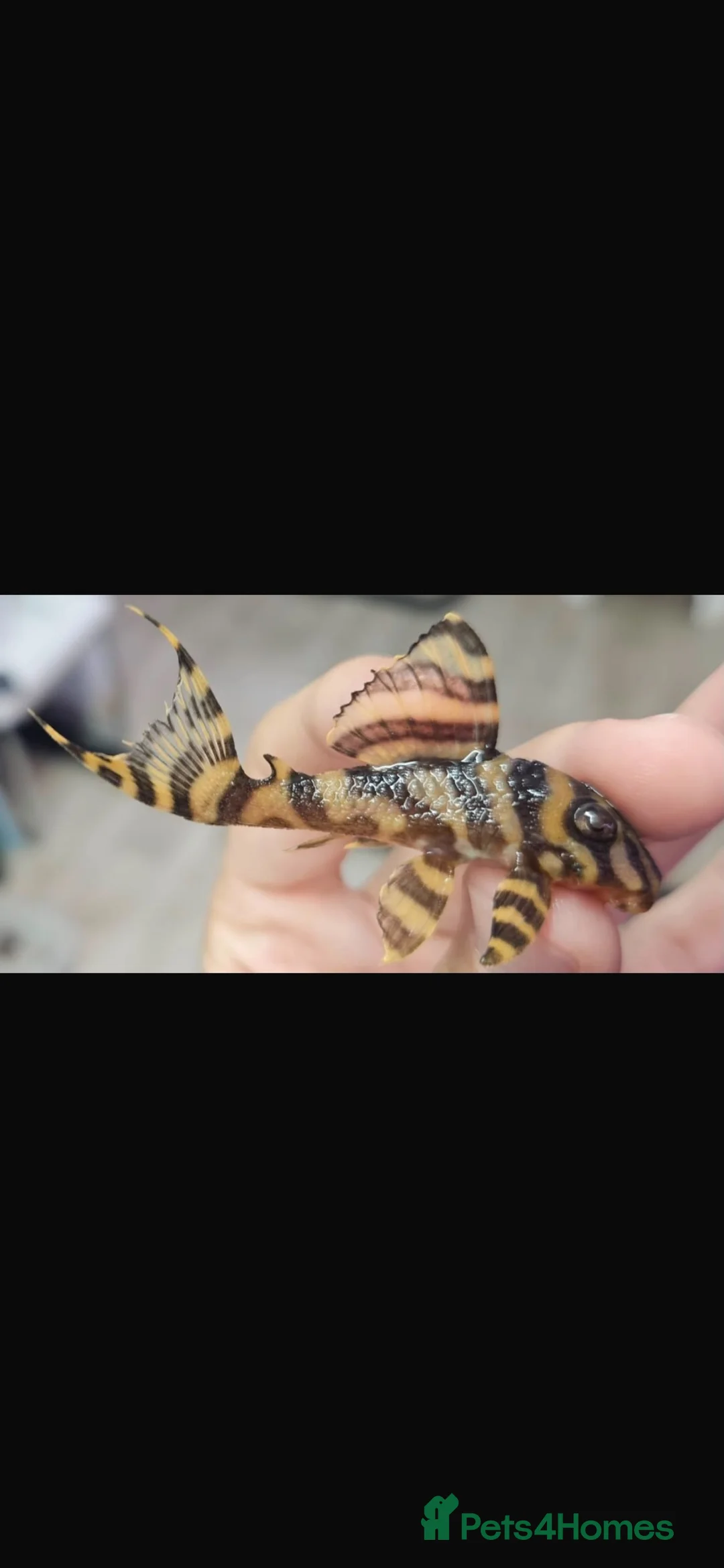 Plecos fish for sale: L333 Goldline Pleco Ceramic line. AA grade - Advert 1