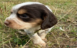 Cocker Spaniel dogs for sale: Extensively Health Tested KC Registered  - Image 10