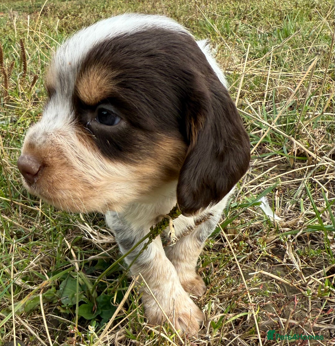 Cocker Spaniel dogs for sale: Extensively Health Tested KC Registered  - Image 10