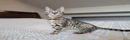 Bengal cats for sale: 🤎🖤 Gorgeous Bengal Girl 🖤🤎 - Advert 6