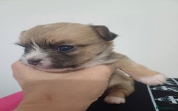 Mixed Breed dogs for sale: Puppy's forsale - Image 4