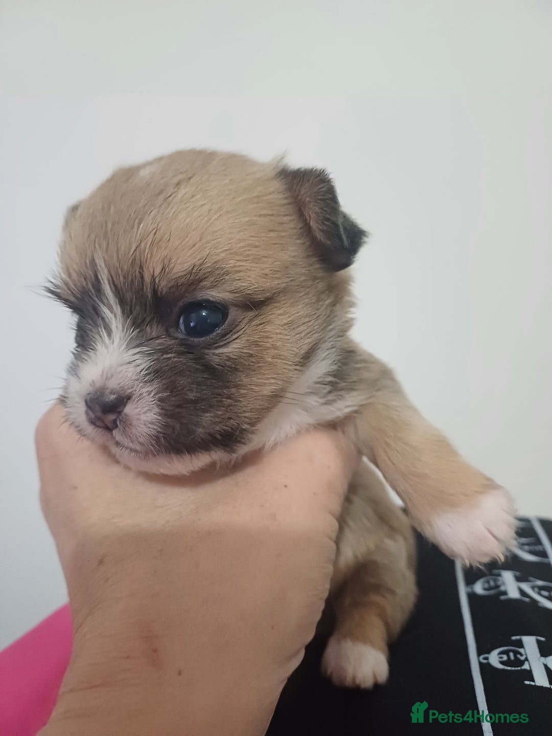 Mixed Breed dogs for sale: Puppy's forsale - Image 4