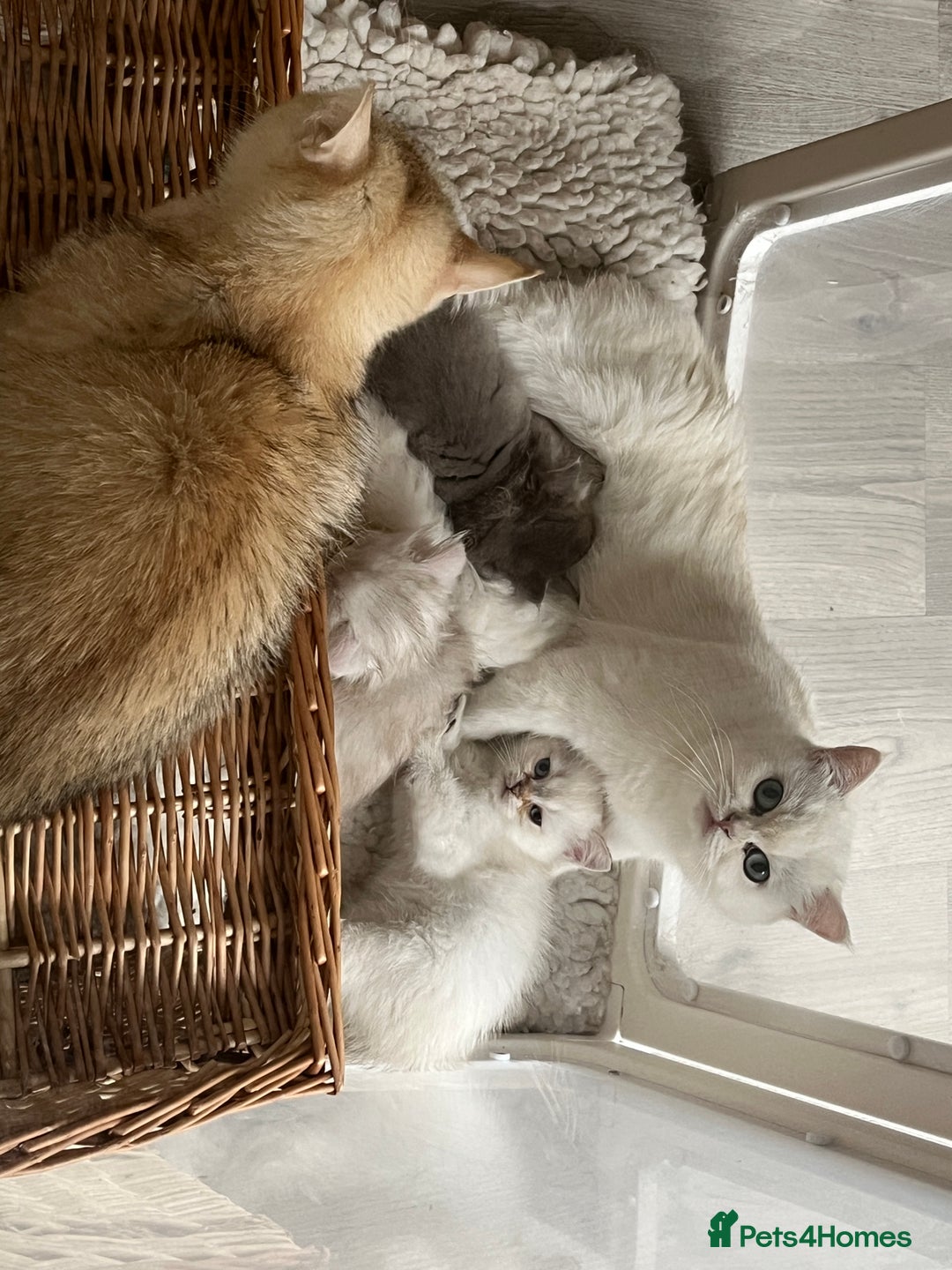 British Shorthair cats for sale: Blue Golden British Shorthair Female - Image 6