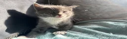 Mixed Breed cats for sale: 5 male kittens  - Advert 6