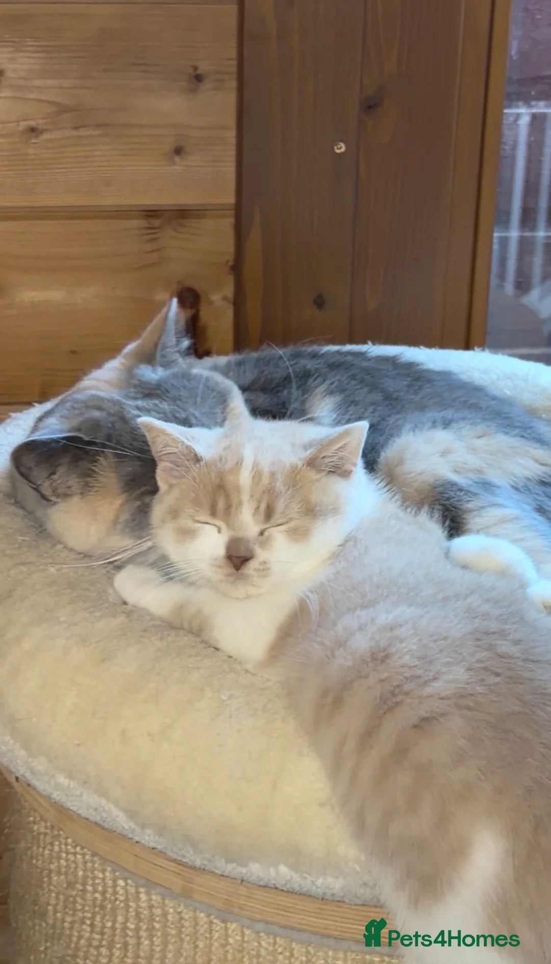 British Shorthair cats for sale: British Shorthair Kitten Boy  - Advert 2
