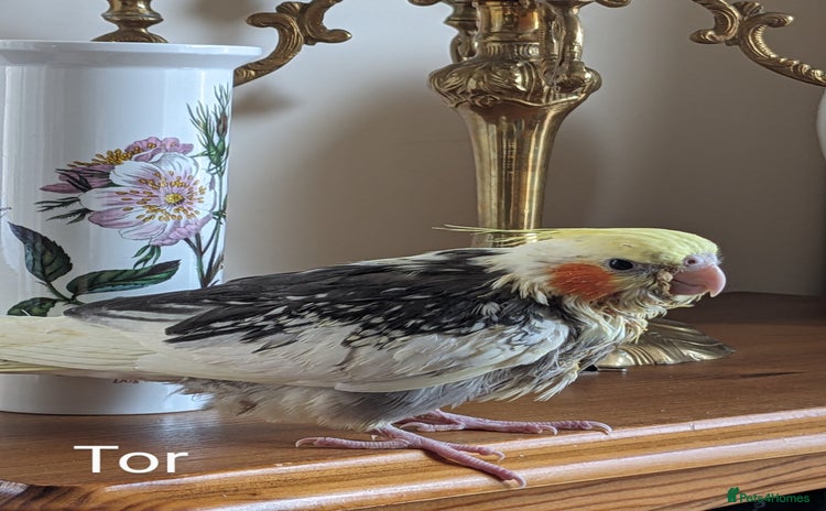 Cockatiels birds - Advert 3