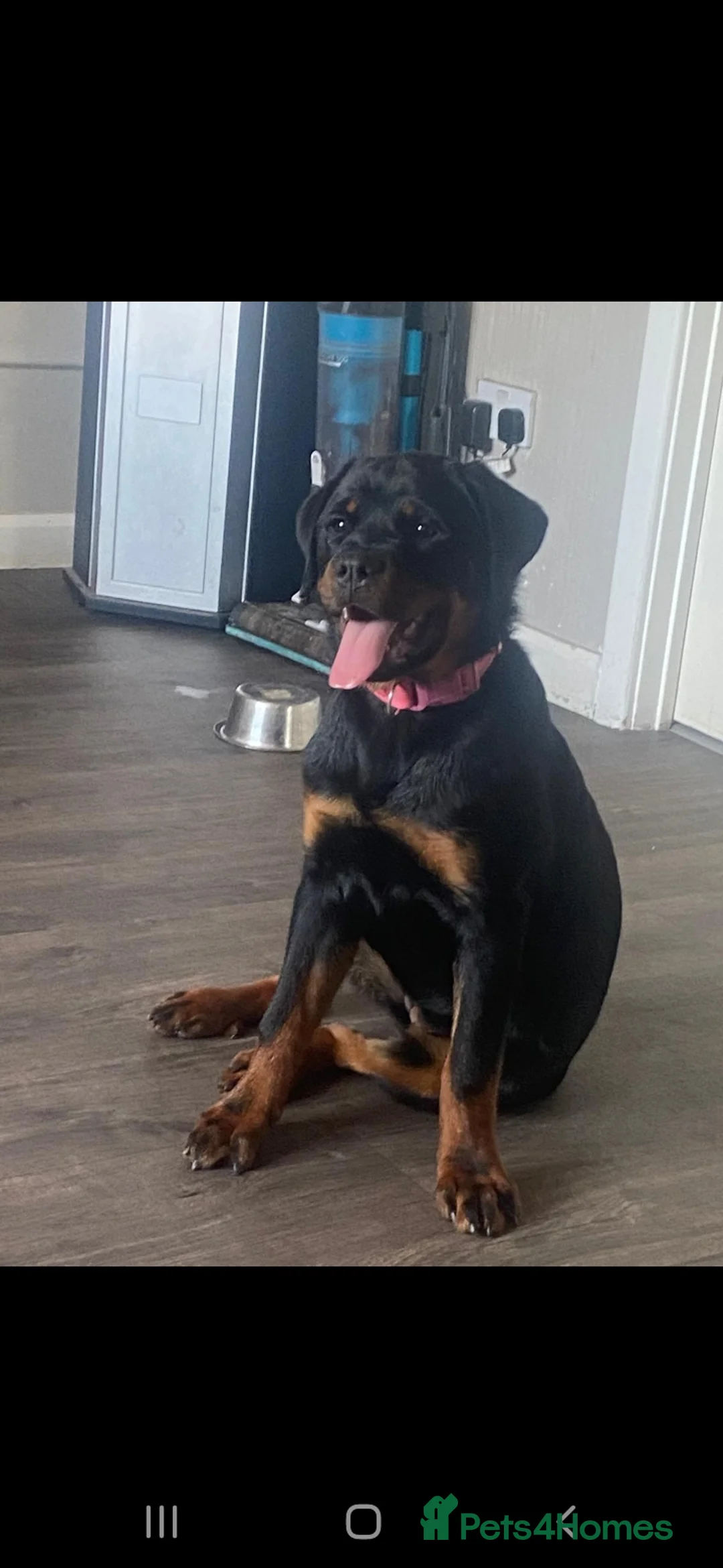 Rottweiler dogs for sale: Female Rottweiler  in Burton-on-Trent - Advert 2