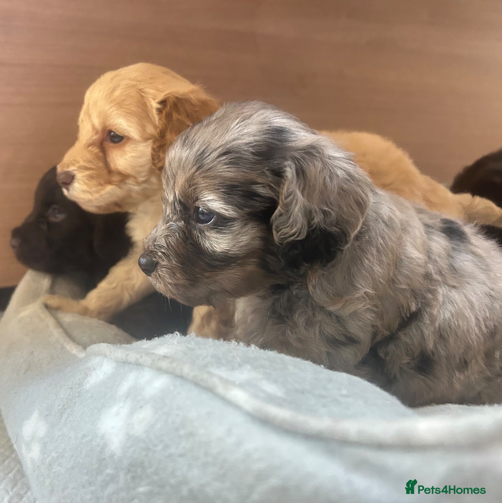 Cockapoo dogs 5 F1 cockapoo pups  - Advert 1