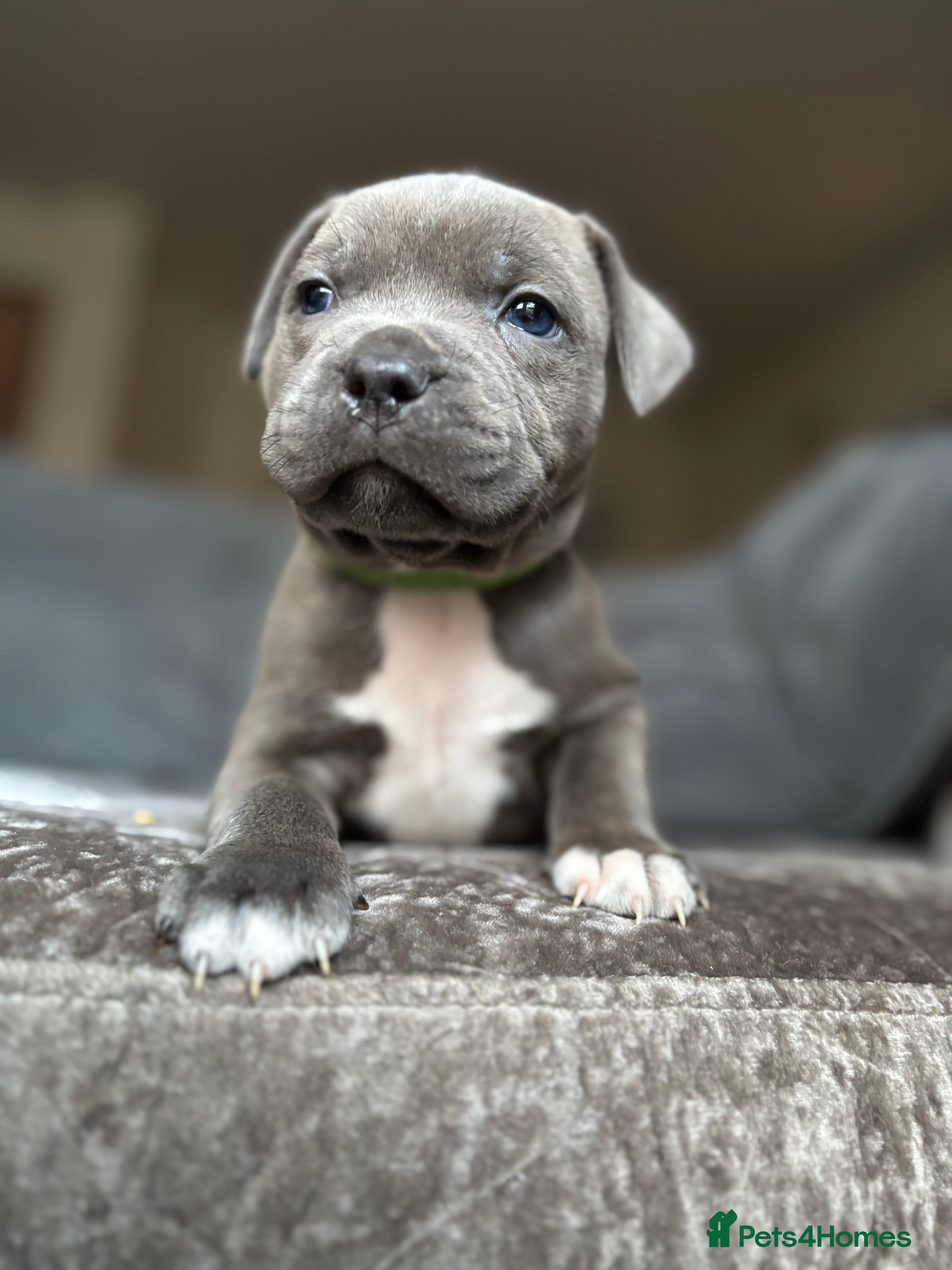 Staffordshire Bull Terrier dogs Quality Blue Health Tested  - Advert 7