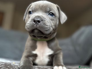 Staffordshire Bull Terrier dogs Quality Blue Health Tested - Advert 4