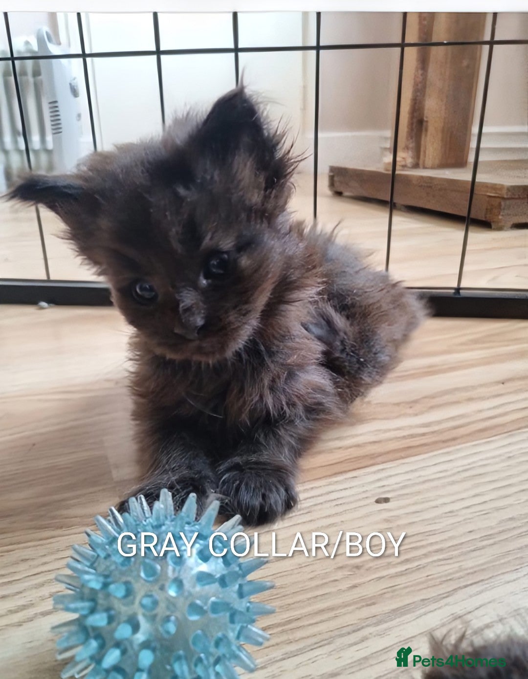 Maine Coon cats for sale: GREAT QUALITY MAINE COON KITTENS/DNA/GCCF  - Advert 12