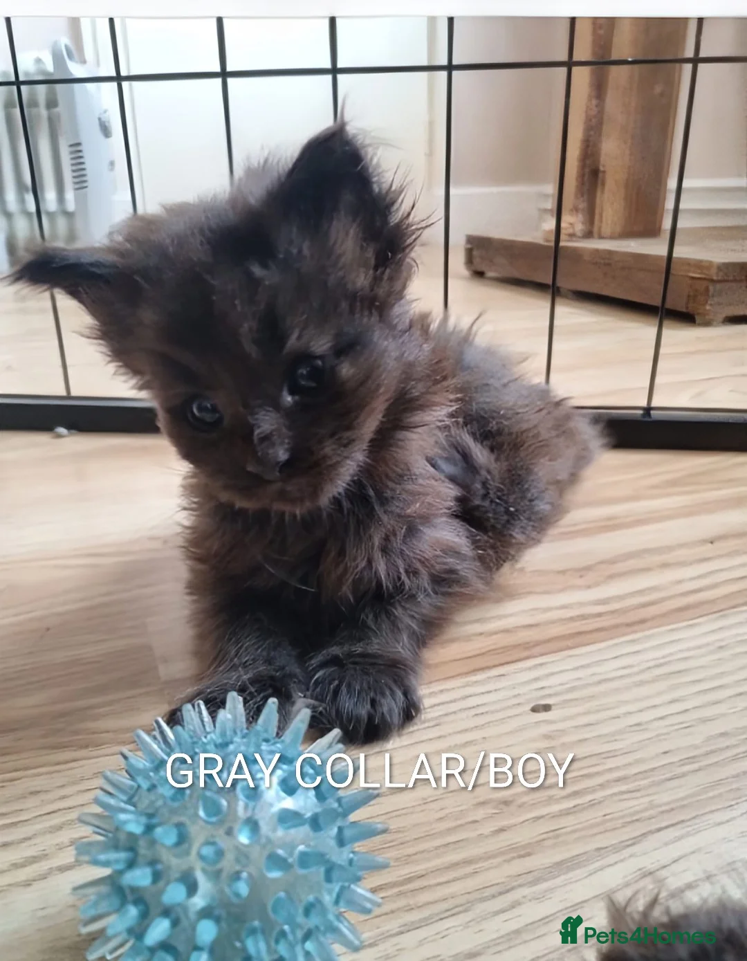 Maine Coon cats for sale: RARE COLOURS!!! MAINE COON KITTENS/DNA/GCCF  - Advert 26