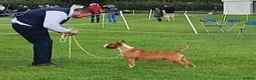 English Bull Terrier dogs for sale: 8 QUALITY BISONBULLIE BABIES  in Slough - Advert 27