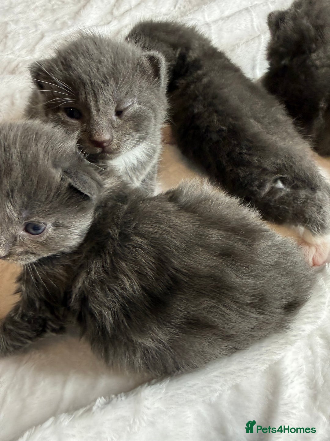 British Shorthair cats for sale: The cutest British Shorthair Grey Kittens  - Advert 21