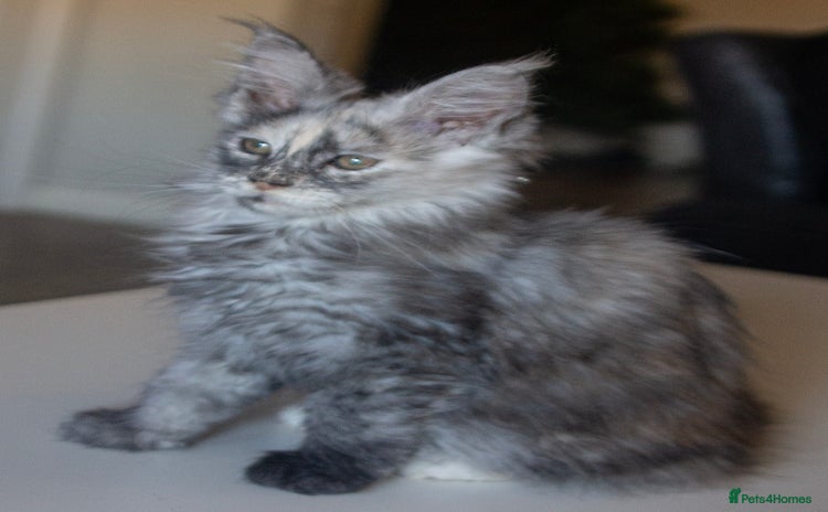 Maine Coon cats TICA Registered Kittens for Sale  - Advert 2