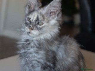 Maine Coon cats TICA Registered Kittens for Sale - Advert 3