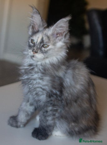 Maine Coon cats TICA Registered Kittens for Sale - Advert 2