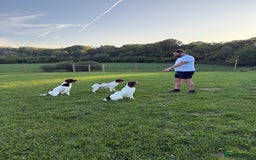English Springer Spaniel dogs for sale: Springer spaniel puppies for sale - Image 8