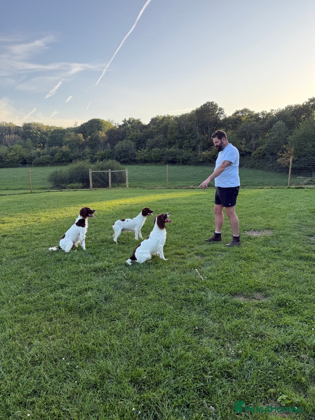 English Springer Spaniel dogs for sale: Springer spaniel puppies for sale - Image 8