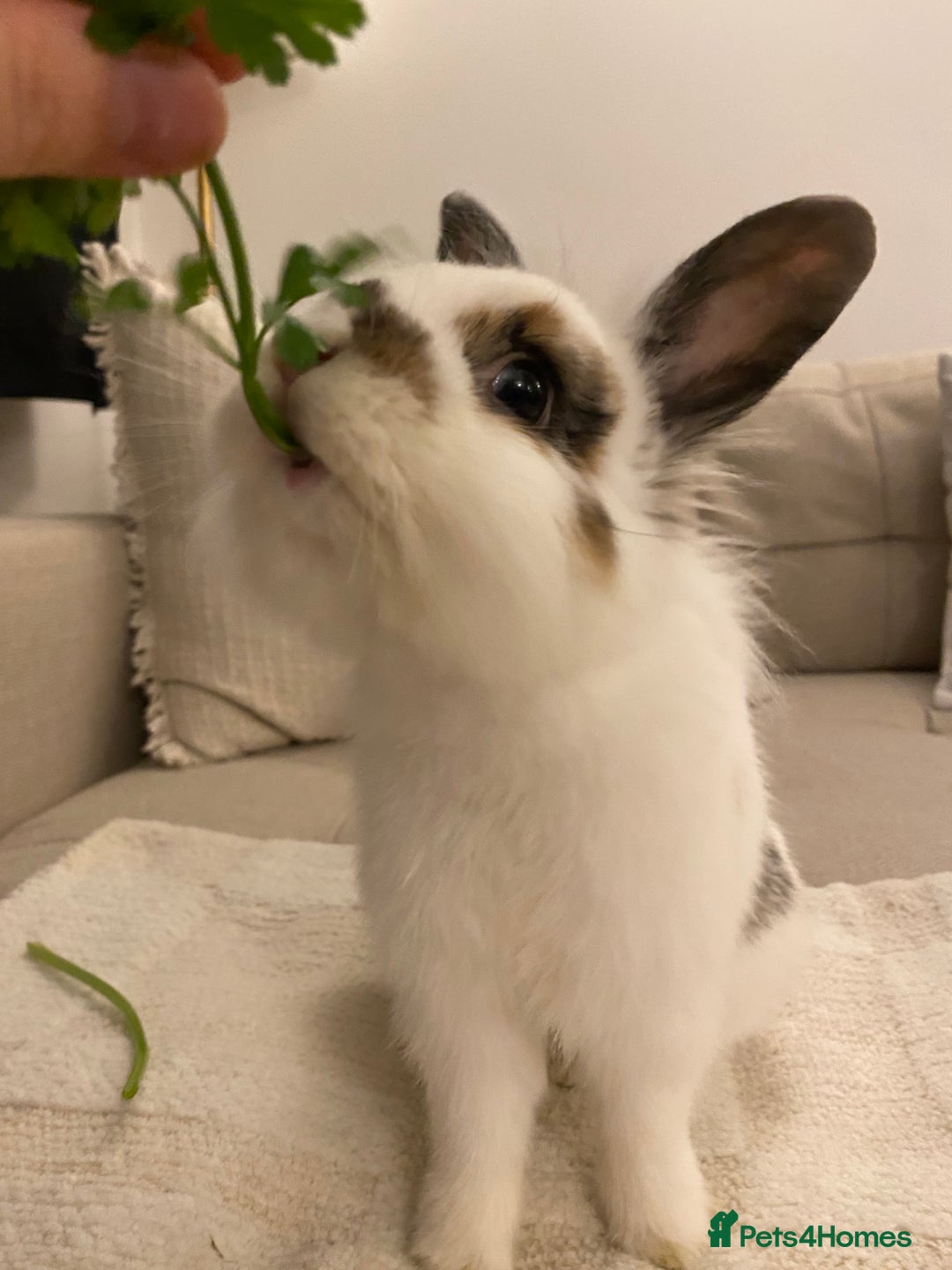 Lionhead rabbits for sale: 2 Lionhead bunnies. cage, carrier etc all included - Advert 10