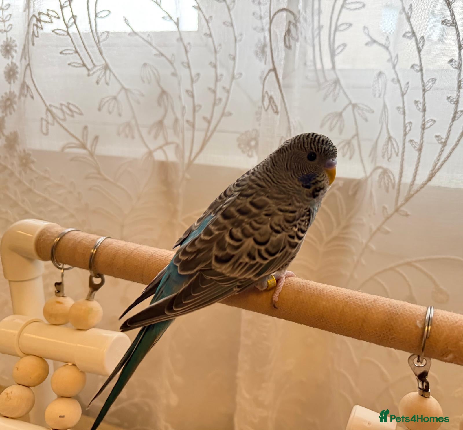 Budgerigars birds Bf split bw/hago male available semi-tamed - Advert 3