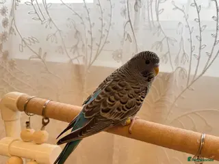 Budgerigars birds Bf split bw/hago male available semi-tamed - Advert 3
