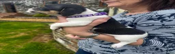 Jack Russell dogs for sale: Adorable Miniature Jack Russell puppies for sale - Advert 25