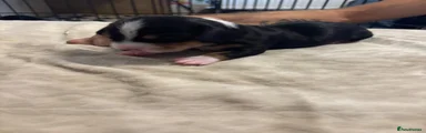 Dachshund 2