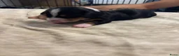 Dachshund dogs for sale: Beautiful mixed litter dachshund puppies in Pontefract - Advert 5
