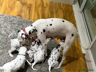 Dalmatian dogs Dalmation puppies for sale - Advert 1