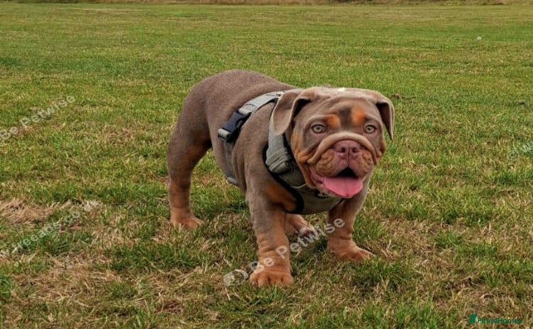 English Bulldog dogs - Advert 8