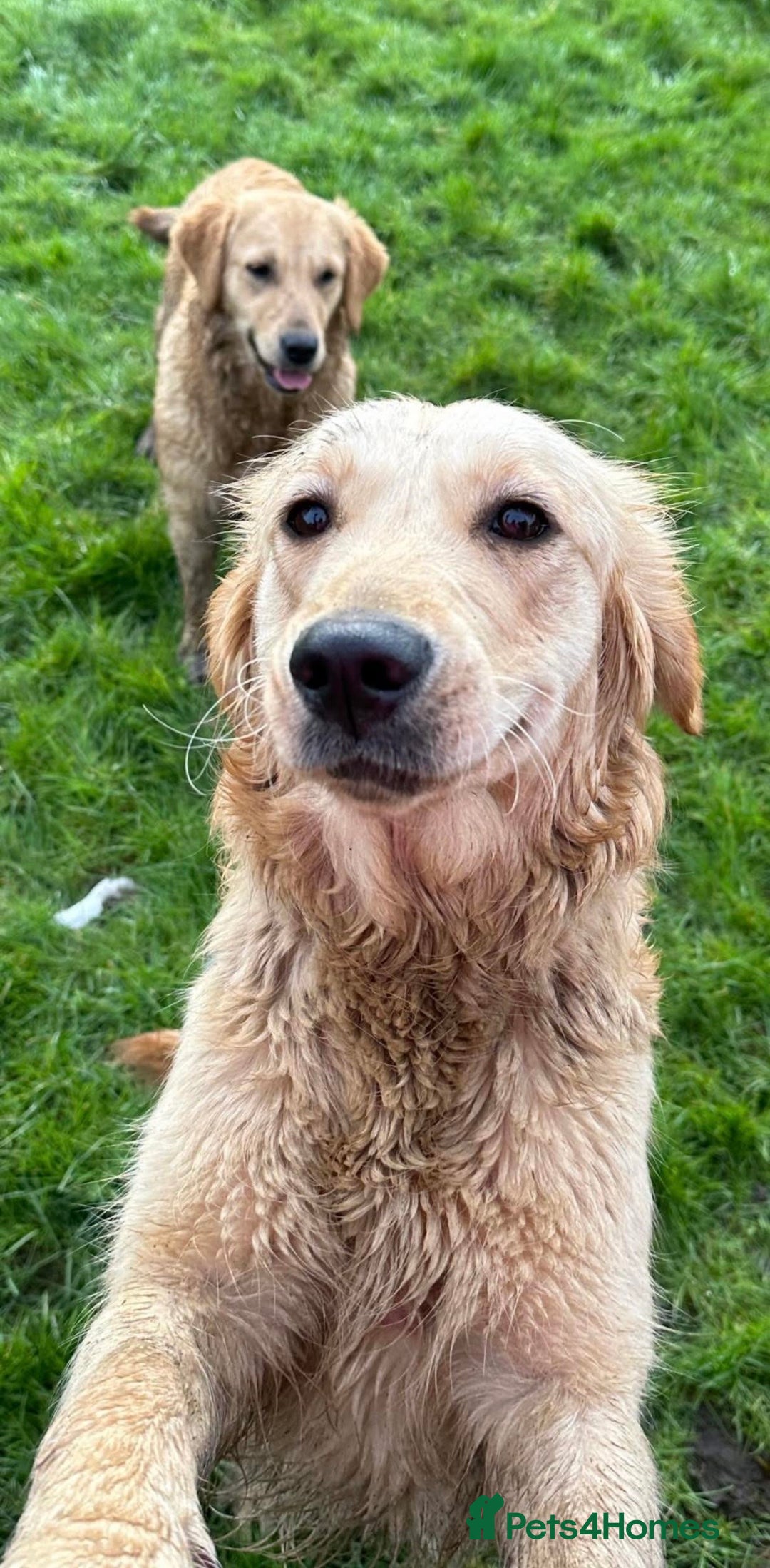 Goldendoodle dogs for sale: Beautiful golden doodles  - Advert 2