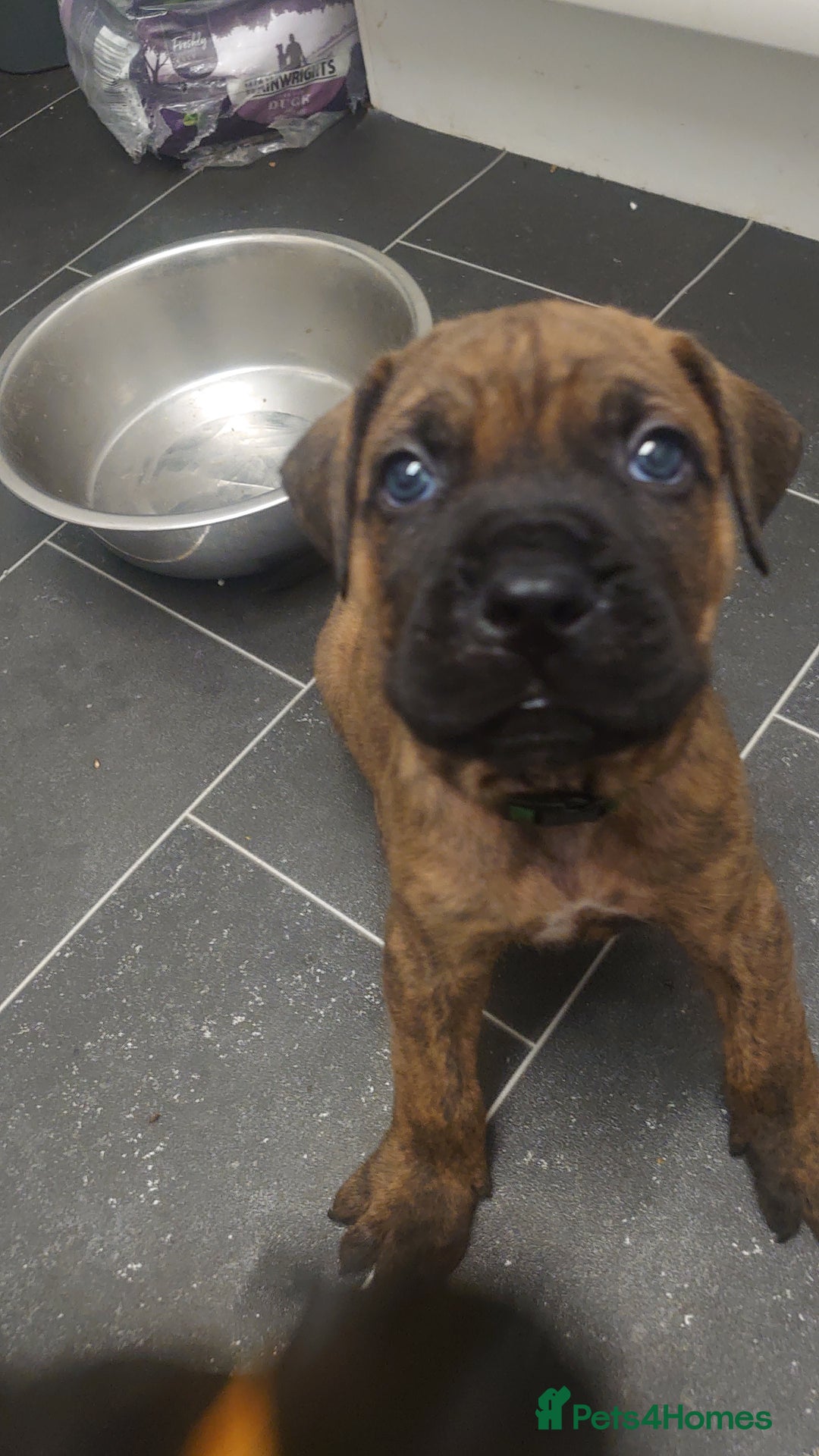 Cane Corso dogs for sale: Cane corso puppies  - Image 4