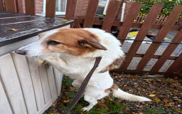 Mixed Breed dogs for adoption: Freud - Norwich Norfolk  - Advert 9