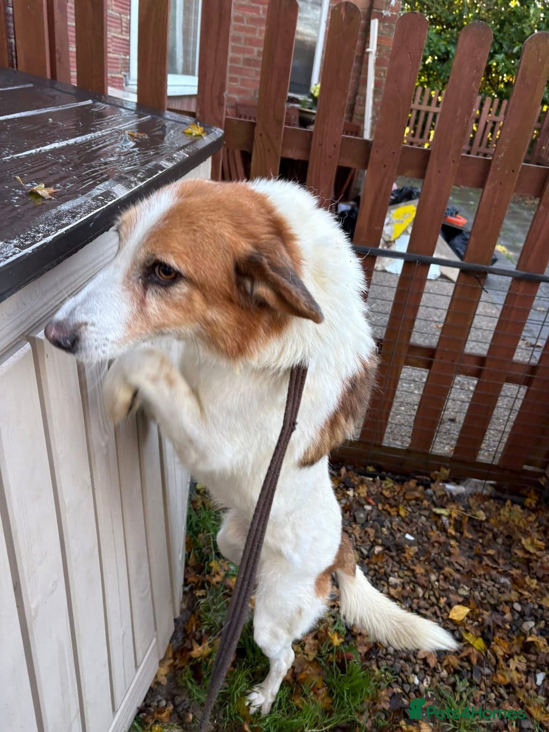 Mixed Breed dogs for adoption: Freud - Norwich Norfolk  - Advert 9