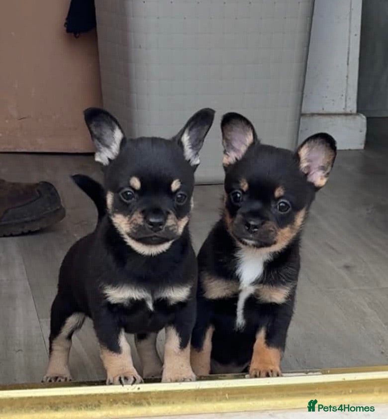 Mixed Breed dogs Stunning French Pomeranian puppies  - Advert 18